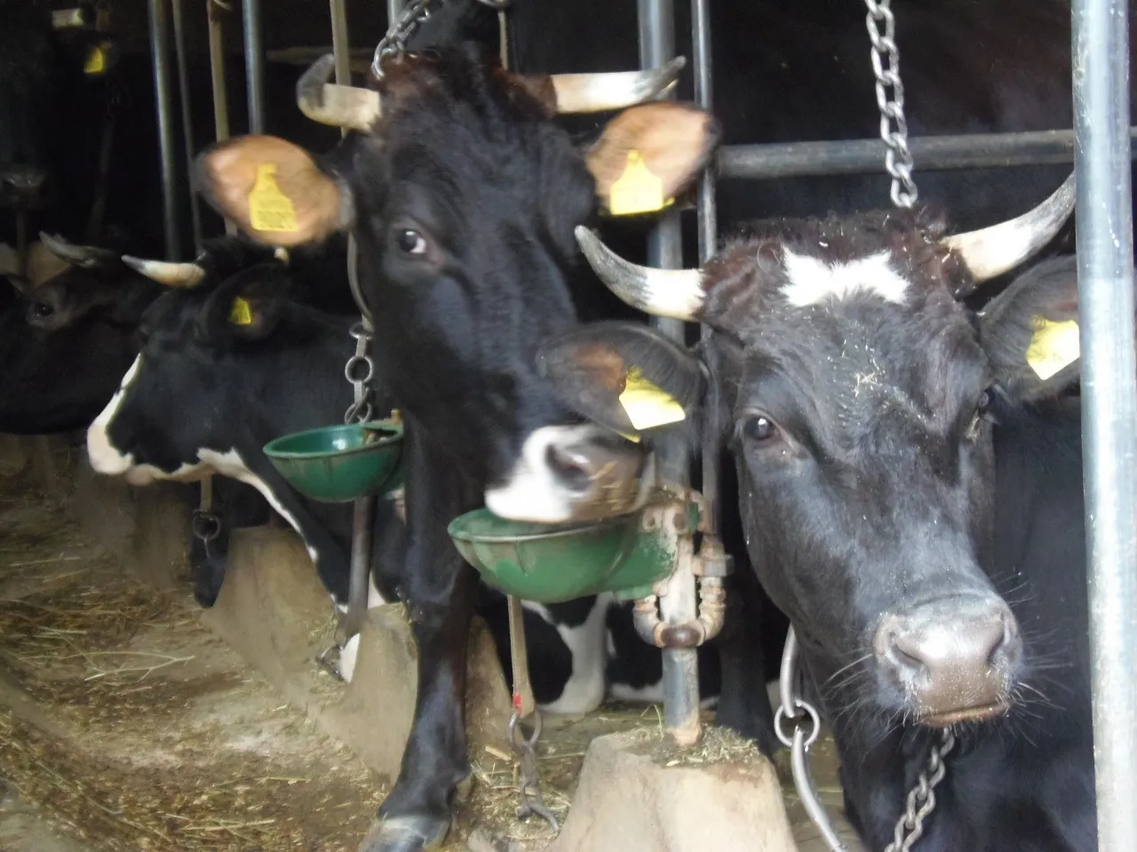 Sorrento y alrededores-3